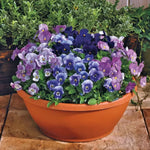 Blackberry Viola Seeds Bold Multicolor Viola Collection High Germination Garden Seeds heirloom non-gmo seeds