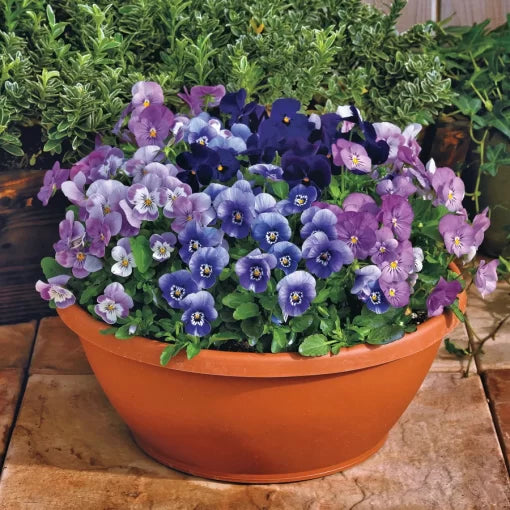 Blackberry Viola Seeds Bold Multicolor Viola Collection High Germination Garden Seeds heirloom non-gmo seeds