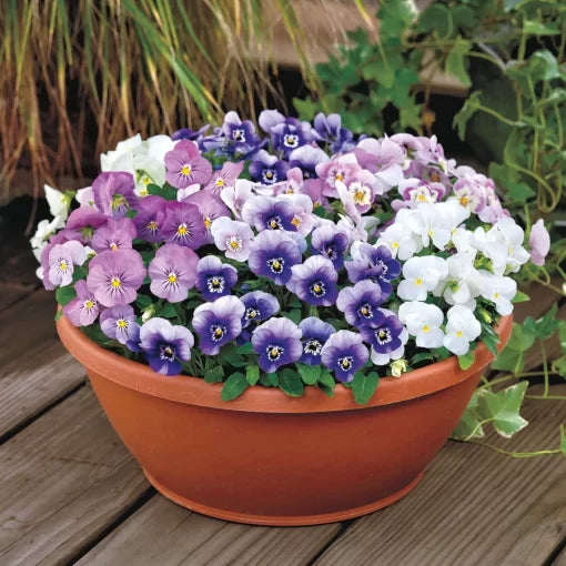 Spring Fling Viola Seeds Admire Multicolor Viola Blend High Germination Garden Seeds heirloom non-gmo seeds