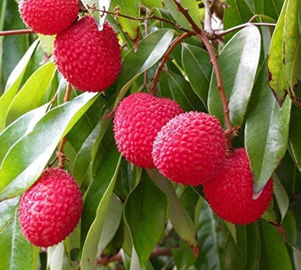 Lychee (Litchi chinensis)