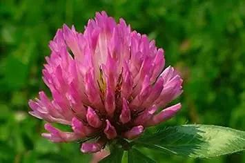 Pink Trifolium or Clover Flower Planting Seeds for Garden NON GMO Seeds Dhara Seeds