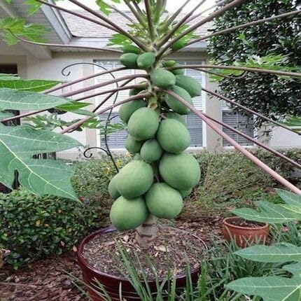 Green Papaya Fruit