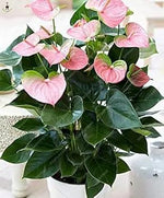 Mixed Anthurium Andraeanu Flower Seeds Dhara Seeds