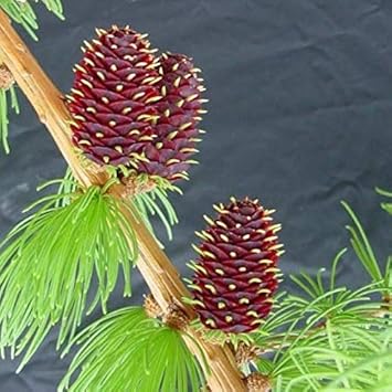 Orange Larch Set - Heirloom, Non - Gmo Seeds
