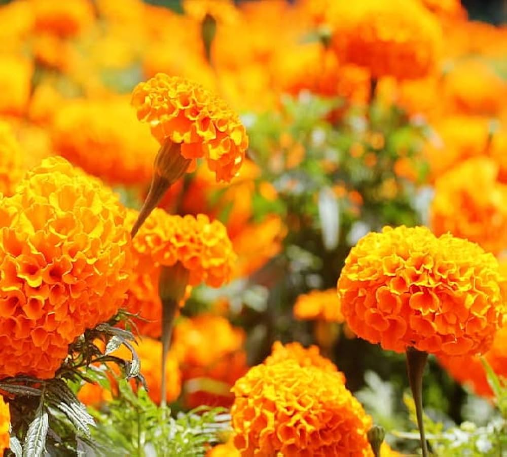 Orange Carnation Dianthus caryophyllus Seeds for Planting home garden bouquet flowers