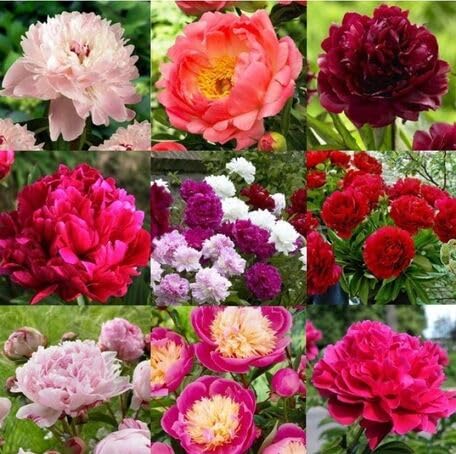 Mixed Peony Flower - Heirloom, Non - Gmo Seeds