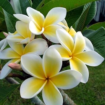 Yellow White Egg Flower Heirloom Non Gmo Image