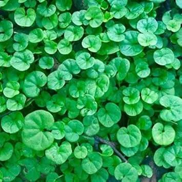 Heirloom Non-GMO Green Dichondra Repens Lawn Seeds – Lush Ground Cover for Garden Planting for planting in home garden