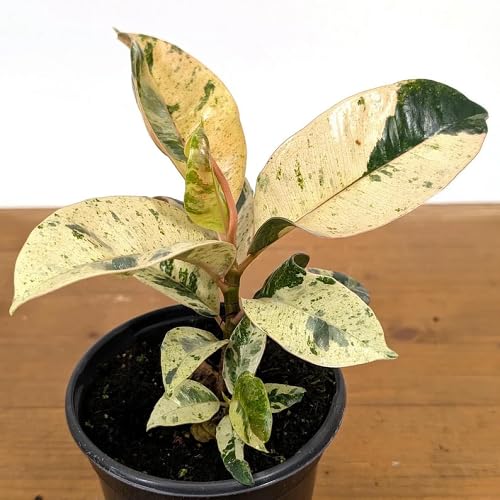 White Ficus Shivereana - Heirloom, Non - Gmo Seeds