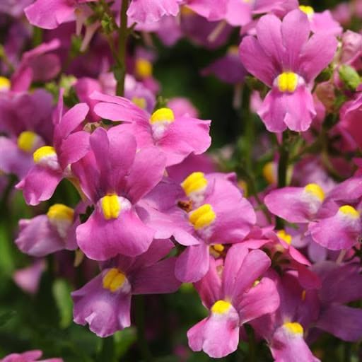Pink Nemesia Flower