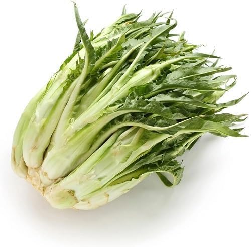 Green Catalogna Chicory - Heirloom, Non - Gmo Seeds
