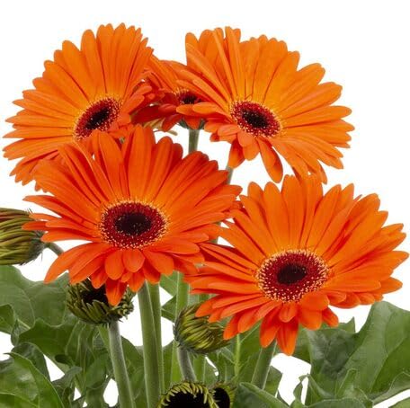 Orange Gerbera Flower - Heirloom, Non - Gmo Seeds