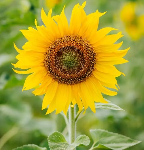 Yellow Sunflower Flower