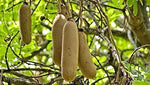 Brown Sausage Fruit Heirloom Non Gmo Image