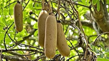 Brown Sausage Fruit Heirloom Non Gmo Image