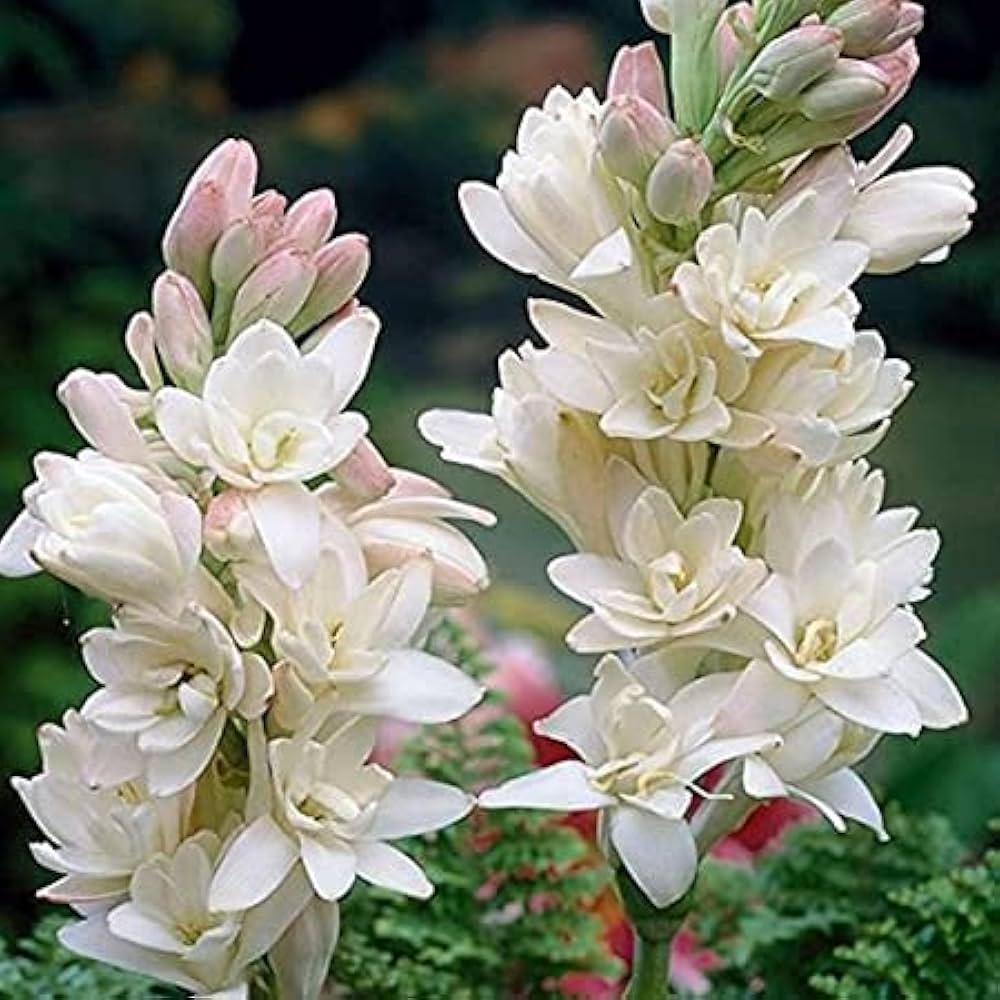 Rajnigandha Double Flowering Pelleted Seeds for Planting – Easy-Sow Ornamental Garden Blooms