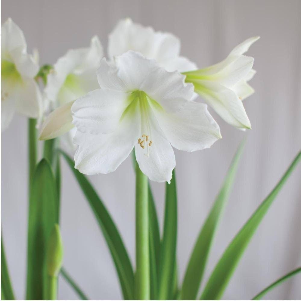 Amaryllis Flower Seeds (White & Pink) – Fresh Seeds for Planting Beautiful Blooms