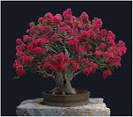 Organic Crepe Myrtle Flower Seeds for Planting – Heirloom, Non-GMO for planting in your garden.