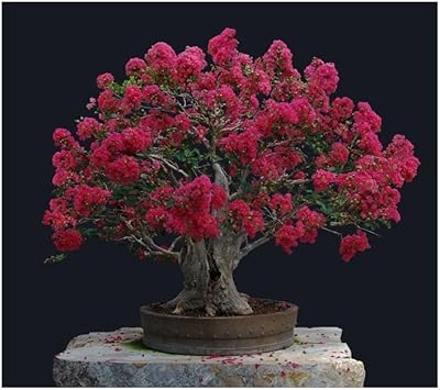 Organic Crepe Myrtle Flower Seeds for Planting – Heirloom, Non-GMO for planting in your garden.