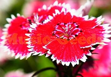 Red Ginsenoside Semens - Heirloom, Non - Gmo Seeds