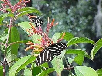 Pink Firebush Flower Seeds for Planting - NON GMO Seeds Dhara Seeds