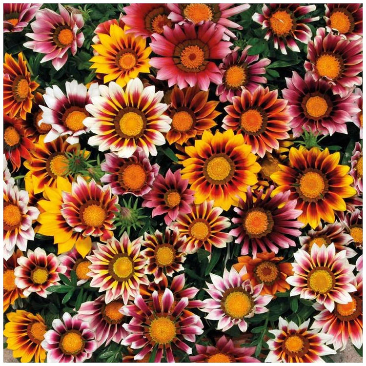 flowers high quality flower seeds for growing vibrant and colorful blooms in home gardens and landscapes organic flowers premium organic flower seeds for sustainable gardening and beautiful blossoms suitable for all climates