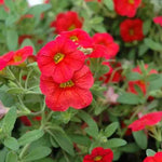 Scarlet Red Petunia Flower Seeds for Planting - Heirloom, NON-GMO, Easy-to-Grow Garden Blooms Dhara Seeds