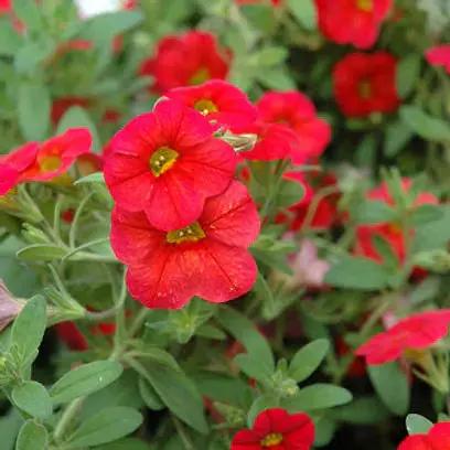 Scarlet Red Petunia Flower Seeds for Planting - Heirloom, NON-GMO, Easy-to-Grow Garden Blooms Dhara Seeds