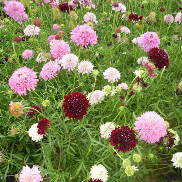 Sweet Scabious Mix