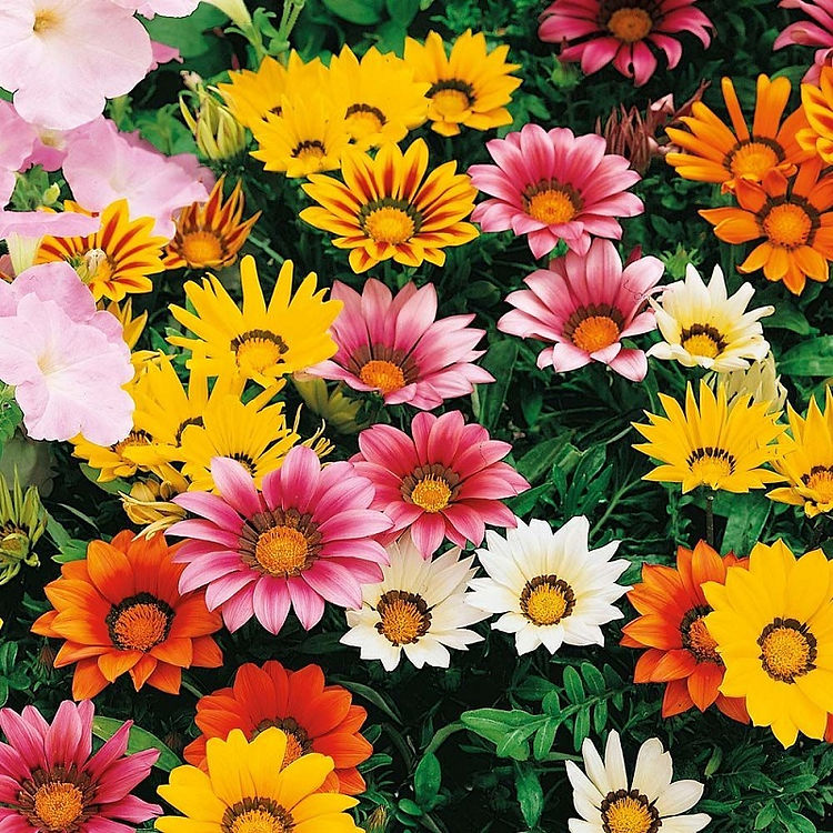 flowers high quality flower seeds for growing vibrant and colorful blooms in home gardens and landscapes organic flowers premium organic flower seeds for sustainable gardening and beautiful blossoms suitable for all climates