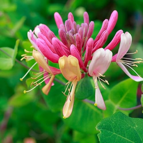 Pink Lonicera Flower