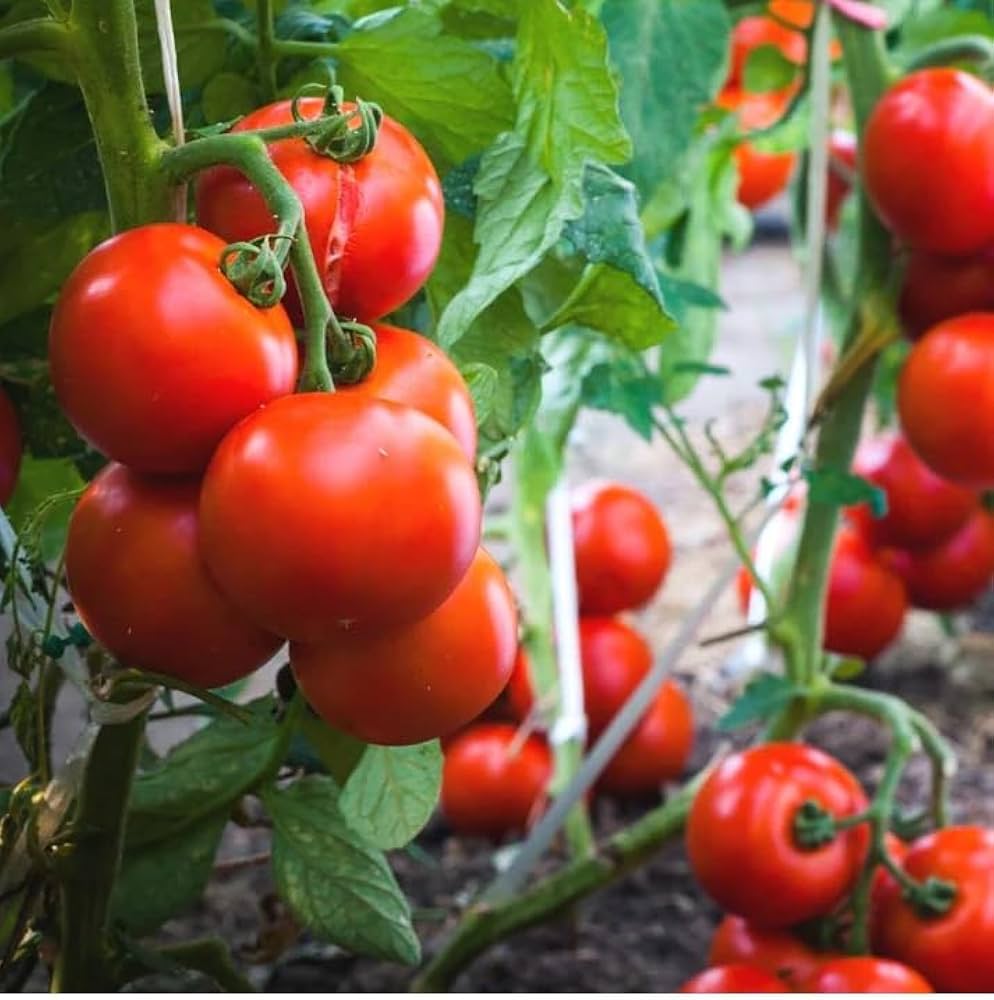 Beefsteak Tomato Seeds Solanum lycopersicum for Planting vegetable patch yard