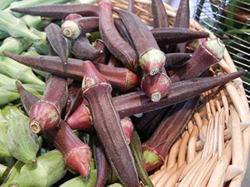 Red Okra Abelmoschus Esculentus vegetable seeds for planting in kitchen garden and backyard vegetable beds