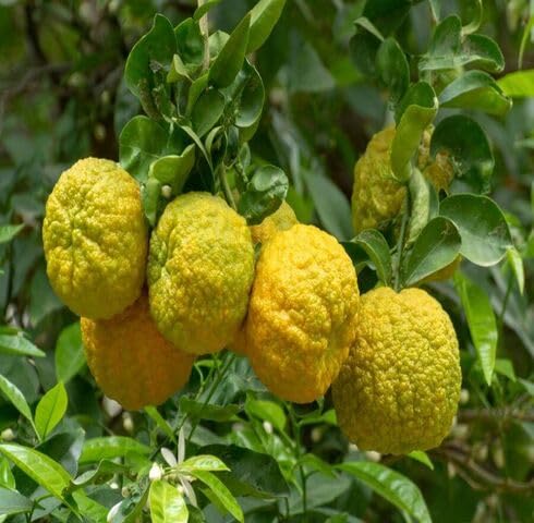 Yellow Bergamot Fruit - Heirloom, Non - Gmo Seeds