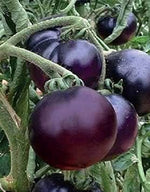 Violet Tomato Solanum lycopersicum for planting in urban garden
