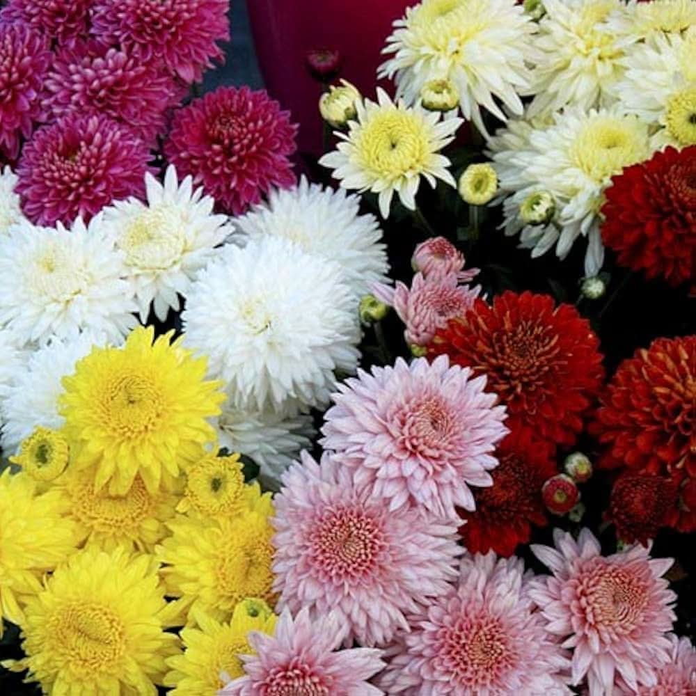 Chrysanthemum Morifolium Perennial Flower Seeds for Planting in balcony gardens and indoor decorative pots
