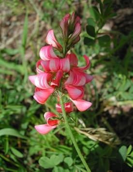 Pink Sainfoin Flower Seeds for Planting - 100 pcs
