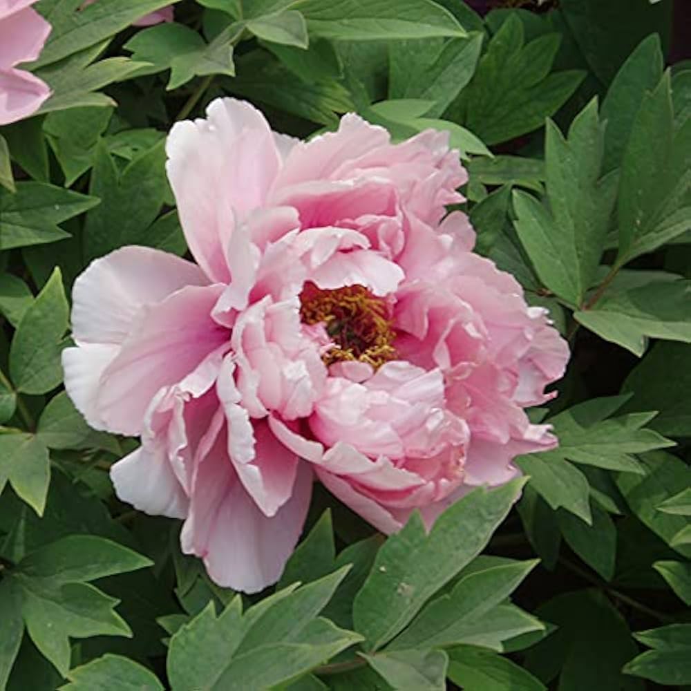 Dark Grey Peony Flower Seeds ( , Chinese Bonsai)