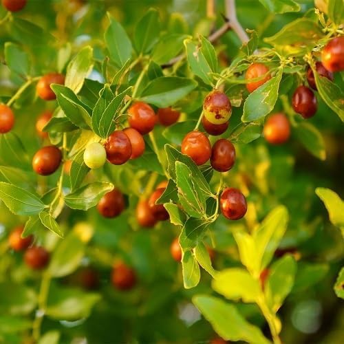 Red Ziziphus Fruit - Heirloom, Non - Gmo Seeds