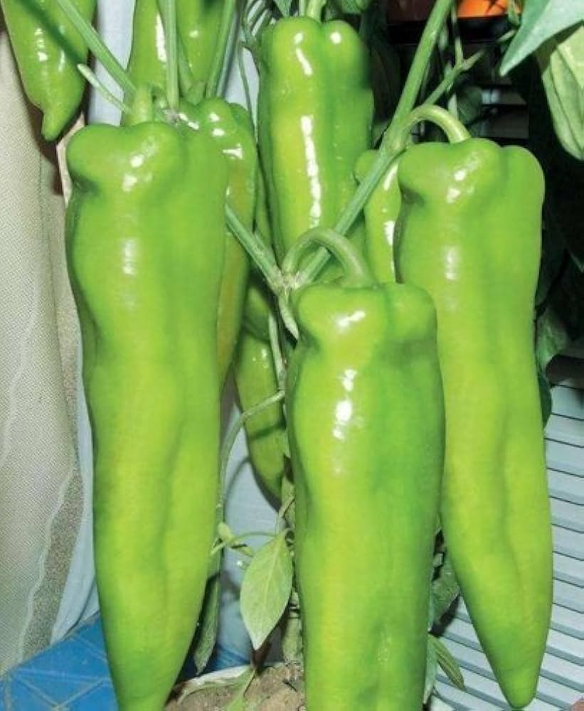Russian Giant Pepper Capsicum annuum vegetable seeds for planting in kitchen garden and patio pots