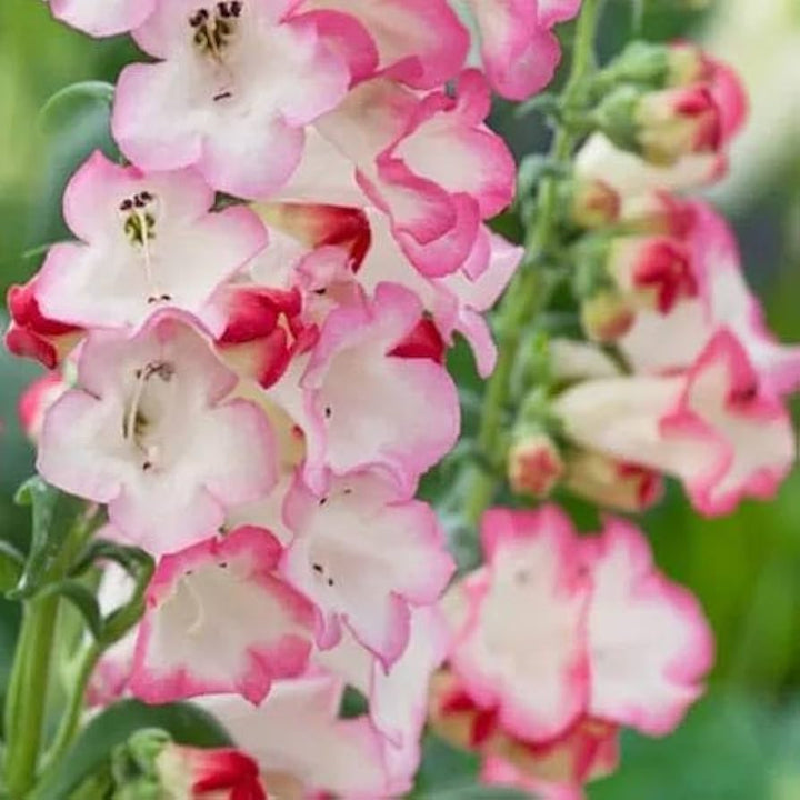Pink Penstemon Flower Seeds for Planting - 100