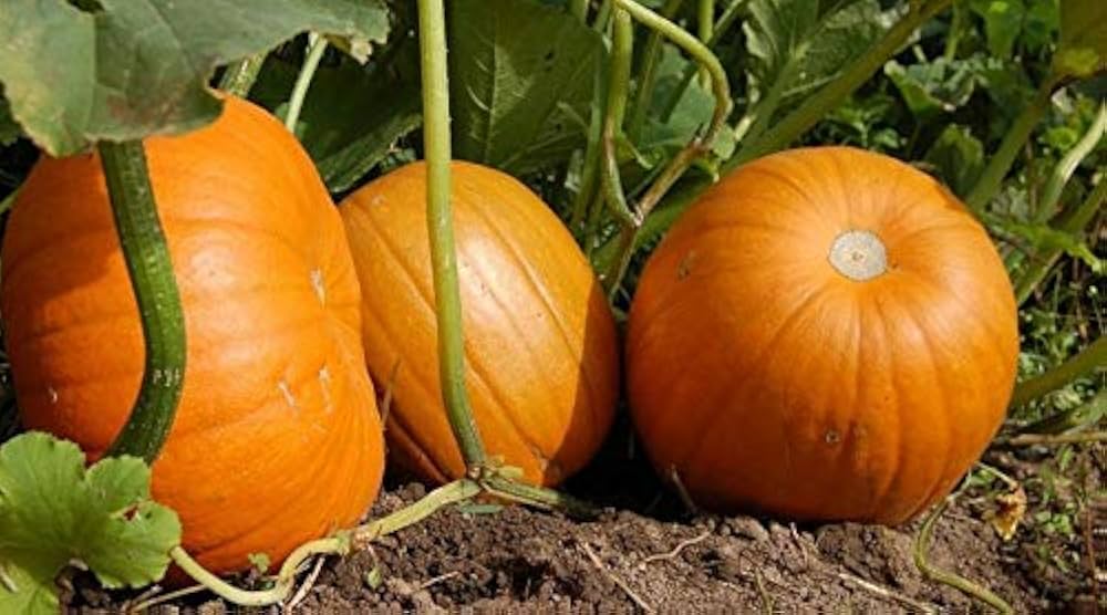 Squash Cucurbita maxima Vegetable Seeds for Planting in Kitchen Garden