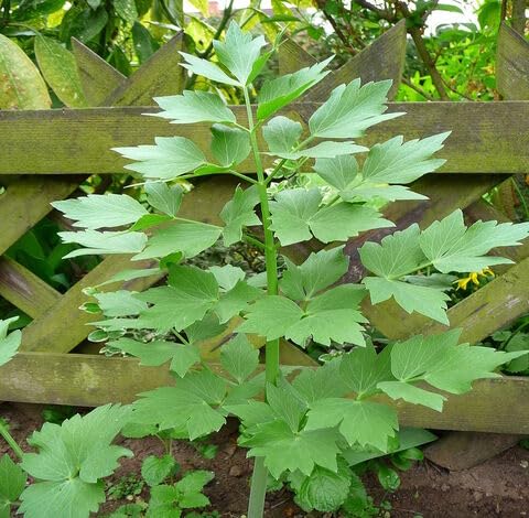 Green Lovage - Heirloom, Non - Gmo Seeds