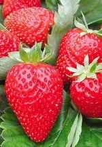 Hokowase Strawberry Fruit Heirloom Non Gmo Image