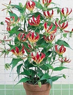 Red Yellow Gloriosa Rothschildiana Flower Seeds for Planting, 100 pcs for planting in your garden.