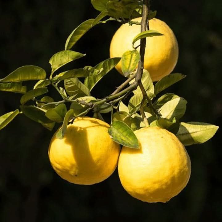Lemon Tree Seeds for Gardening Fragrant Citrus