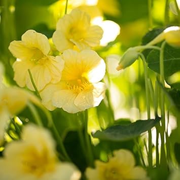 Organic Yellow White Milkmaid Flower Seeds for Planting – Heirloom, Non-GMO