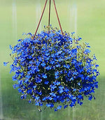Giant Blue Lobelia Flower Seeds