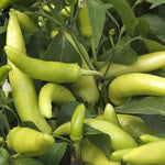 Long green cayenne pepper plant grown from seeds with slender, spicy green pods