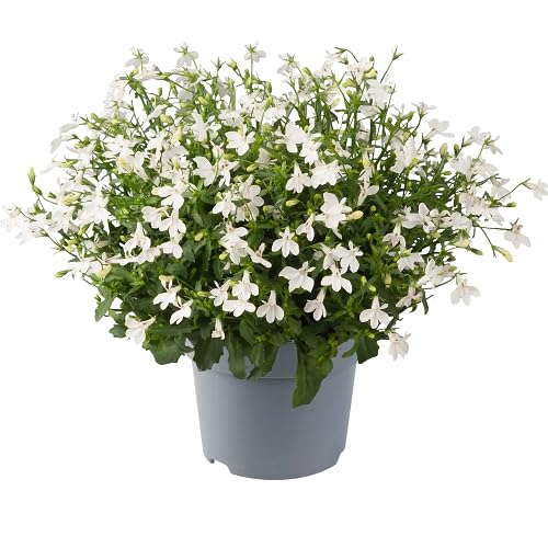 Fres White Lobelia Erinus Flower - Heirloom, Non - Gmo Seeds